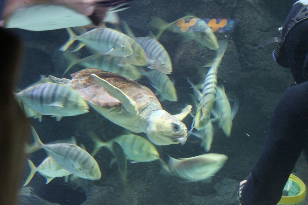 IMG_3901.JPG - Loro Parque  http://en.wikipedia.org/wiki/Loro_Parque  aquarium