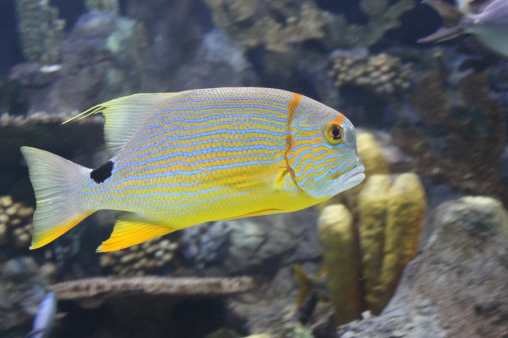 IMG_3908.JPG - Loro Parque  http://en.wikipedia.org/wiki/Loro_Parque  aquarium