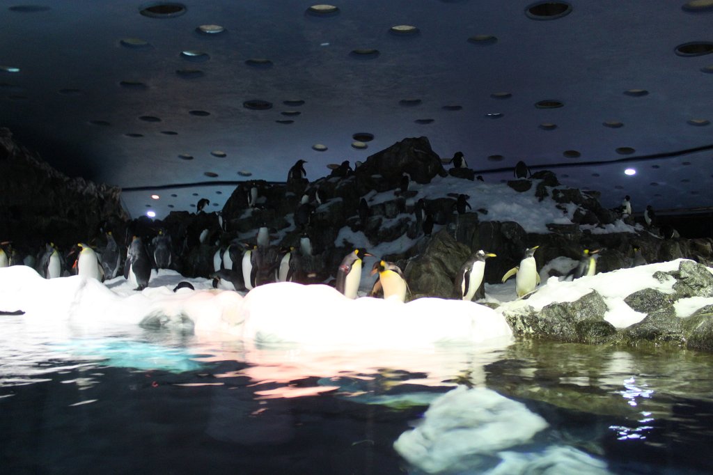 IMG_3961.JPG - Loro Parque  http://en.wikipedia.org/wiki/Loro_Parque  penguins