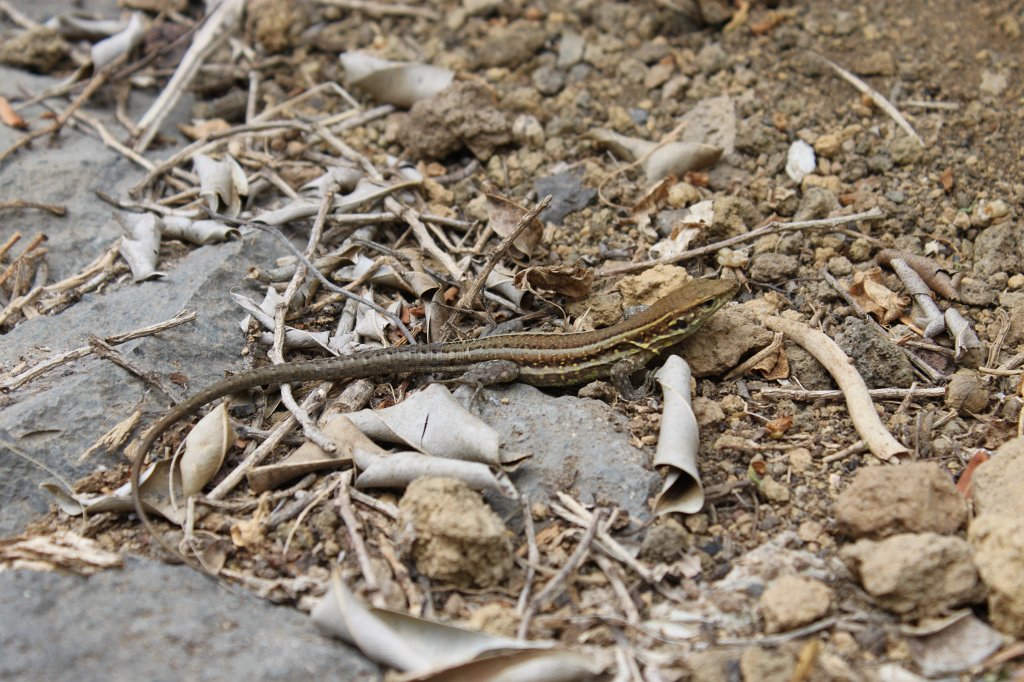 IMG_3984.JPG - Loro Parque  http://en.wikipedia.org/wiki/Loro_Parque  lizard