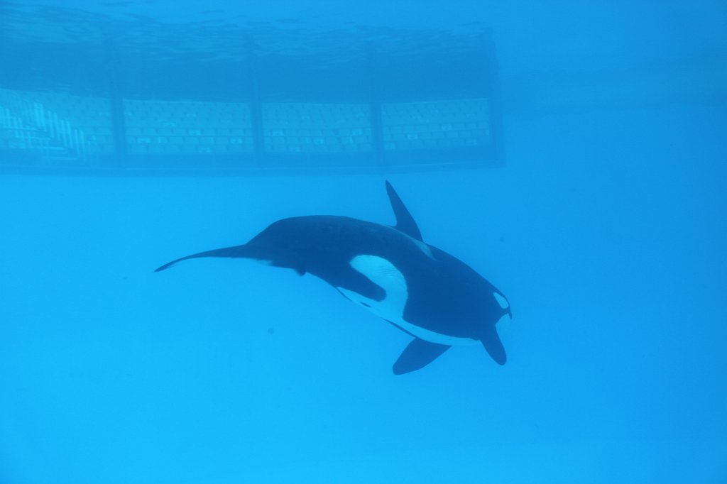 IMG_3988.JPG - Loro Parque  http://en.wikipedia.org/wiki/Loro_Parque  Orcas  http://en.wikipedia.org/wiki/Orca 