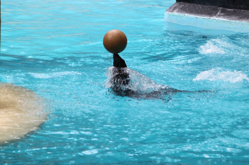 IMG_3996.JPG - Loro Parque  http://en.wikipedia.org/wiki/Loro_Parque  Sea Lions Show  http://en.wikipedia.org/wiki/Sea_lion 