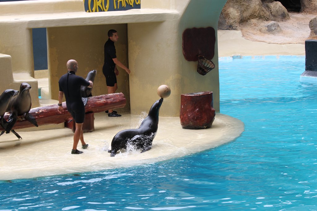 IMG_3999.JPG - Loro Parque  http://en.wikipedia.org/wiki/Loro_Parque  Sea Lions Show  http://en.wikipedia.org/wiki/Sea_lion 