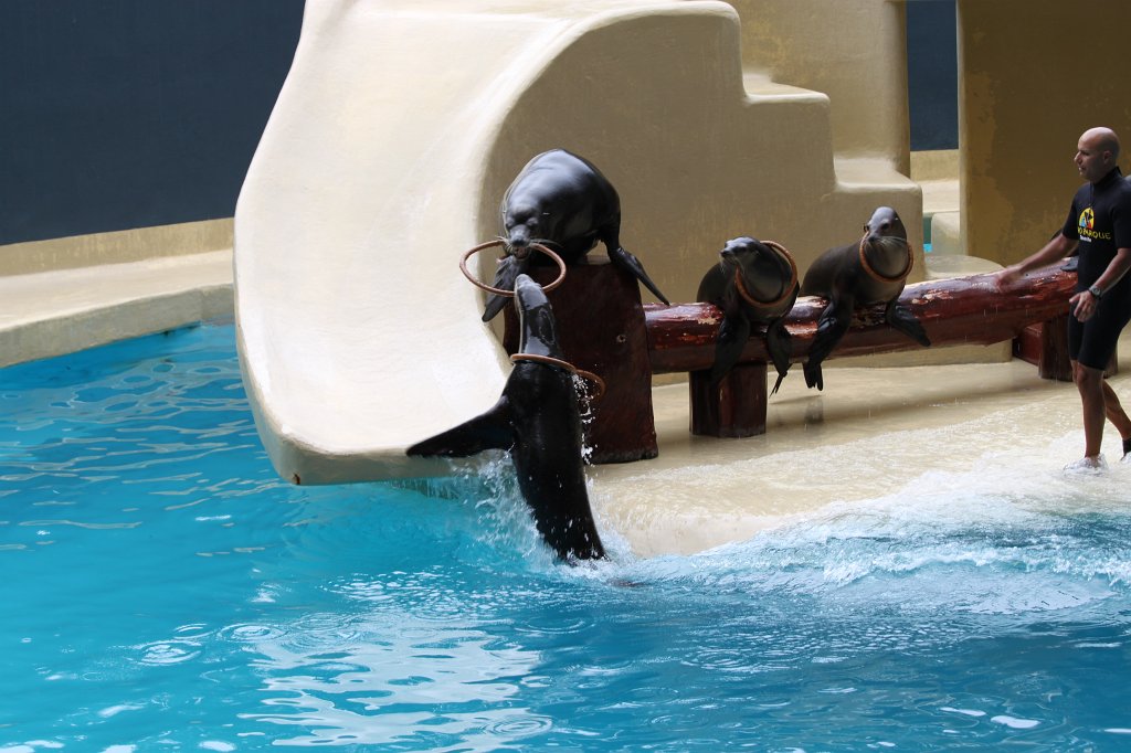 IMG_4016.JPG - Loro Parque  http://en.wikipedia.org/wiki/Loro_Parque  Sea Lions Show  http://en.wikipedia.org/wiki/Sea_lion 