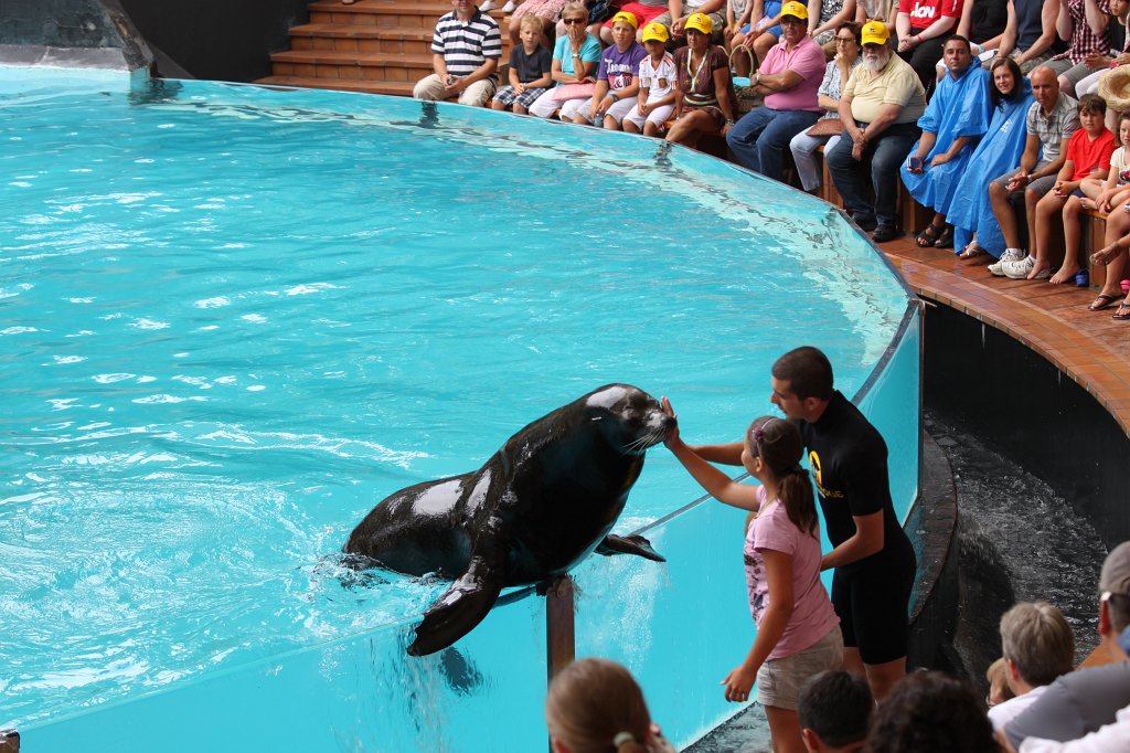 IMG_4037.JPG - Loro Parque  http://en.wikipedia.org/wiki/Loro_Parque  Sea Lions Show  http://en.wikipedia.org/wiki/Sea_lion 