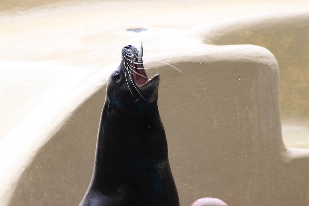 IMG_4041.JPG - Loro Parque  http://en.wikipedia.org/wiki/Loro_Parque  Sea Lions Show  http://en.wikipedia.org/wiki/Sea_lion 