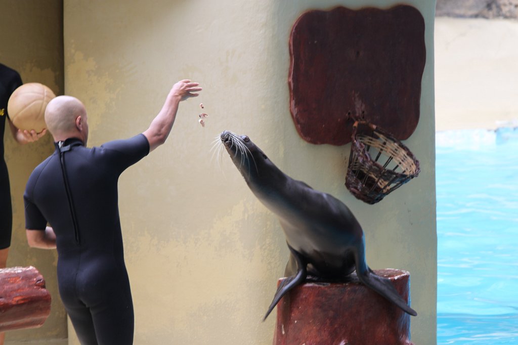 IMG_4042.JPG - Loro Parque  http://en.wikipedia.org/wiki/Loro_Parque  Sea Lions Show  http://en.wikipedia.org/wiki/Sea_lion 