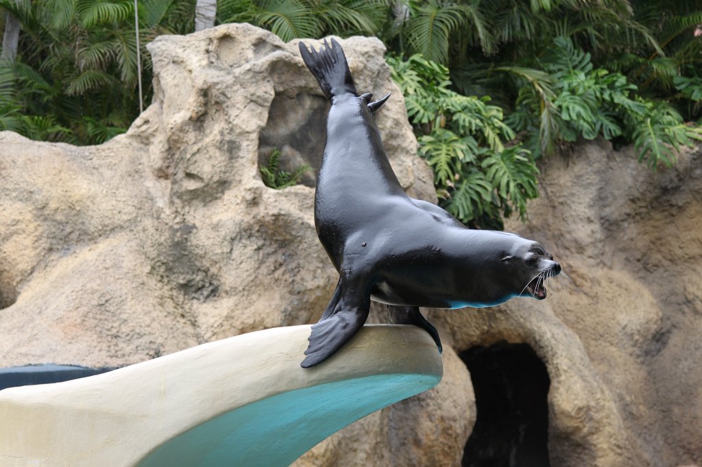 IMG_4053.JPG - Loro Parque  http://en.wikipedia.org/wiki/Loro_Parque  Sea Lions Show  http://en.wikipedia.org/wiki/Sea_lion 