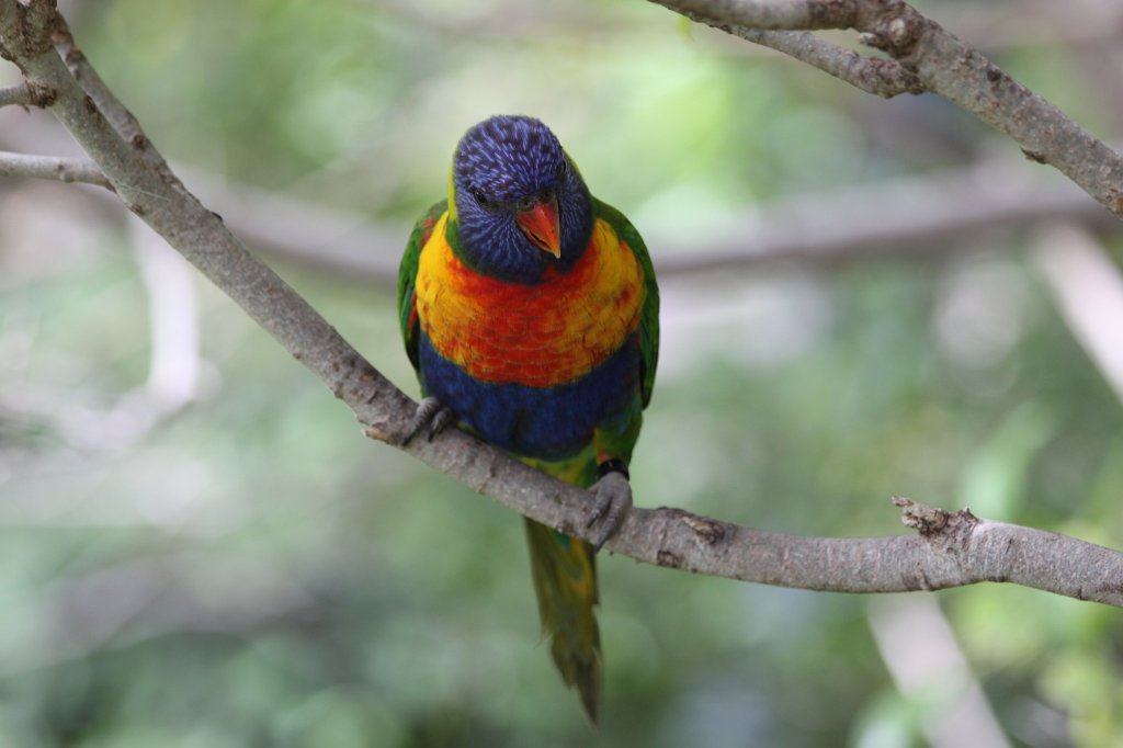 IMG_4088.JPG - Loro Parque  http://en.wikipedia.org/wiki/Loro_Parque  Loro (Parrot)