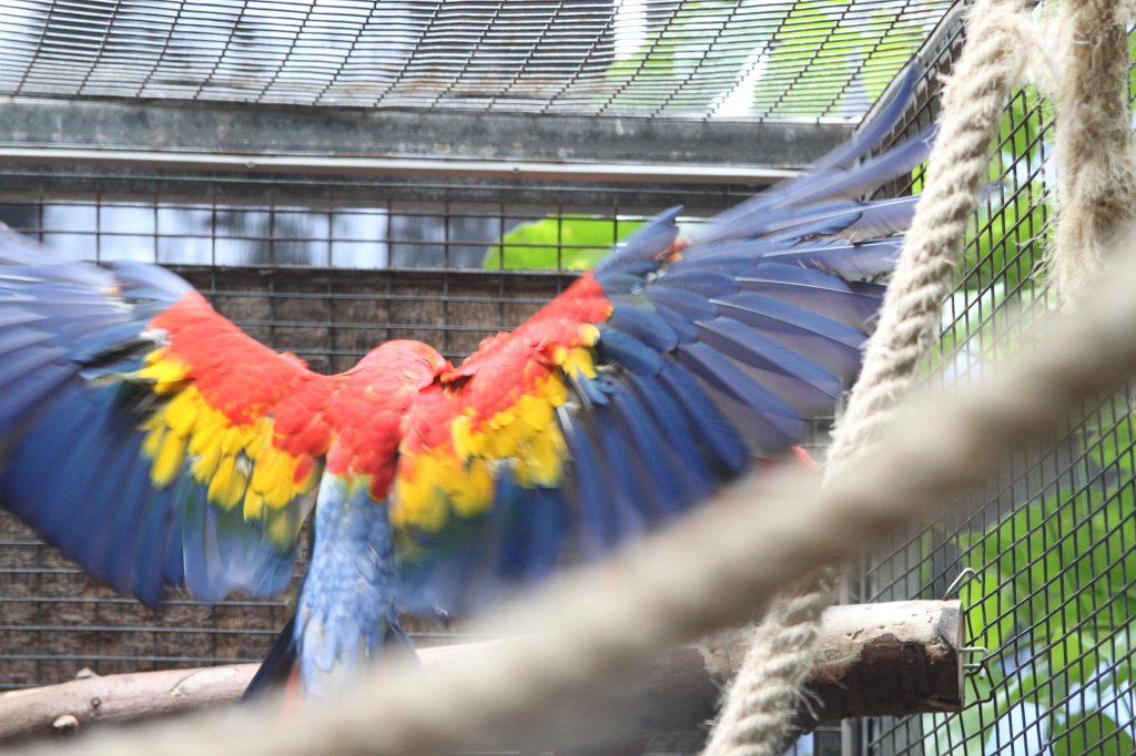 IMG_4108.JPG - Loro Parque  http://en.wikipedia.org/wiki/Loro_Parque  Loro (Parrot)