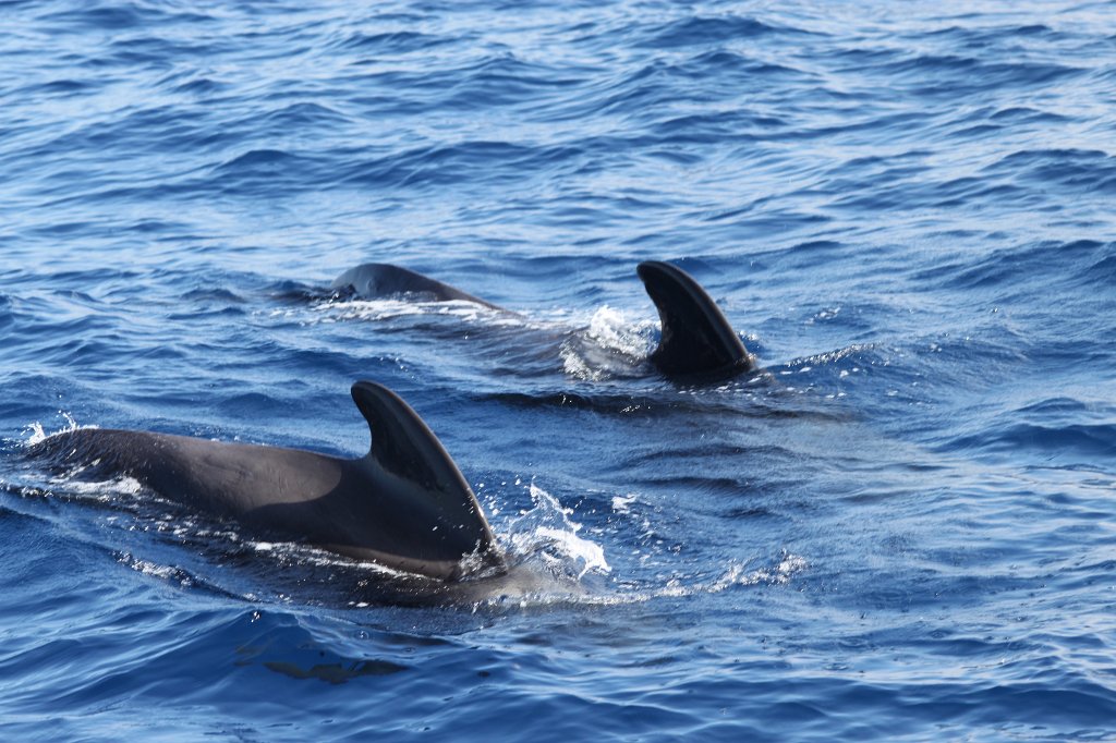 IMG_4196.JPG - Short-finned pilot whale  http://en.wikipedia.org/wiki/Short-finned_pilot_whale 