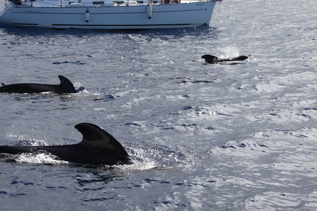 IMG_4223.JPG - Short-finned pilot whale  http://en.wikipedia.org/wiki/Short-finned_pilot_whale 