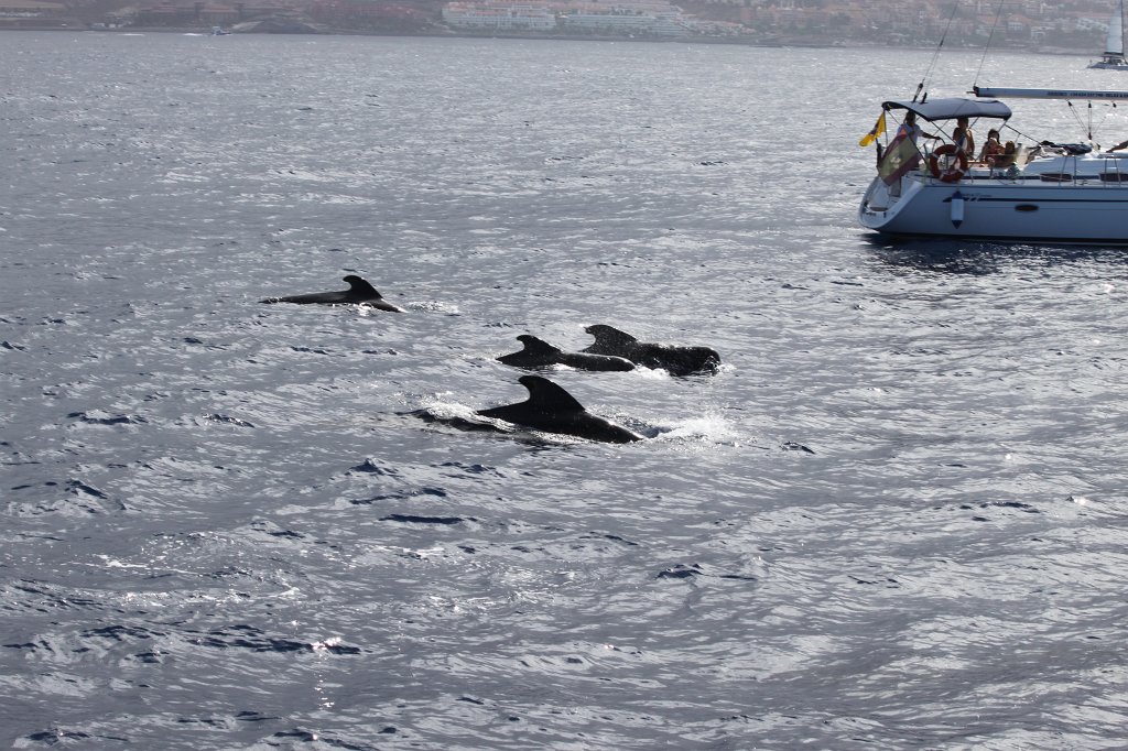 IMG_4232.JPG - Short-finned pilot whale  http://en.wikipedia.org/wiki/Short-finned_pilot_whale 