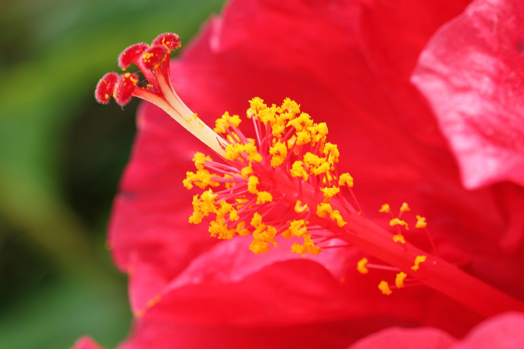 IMG_4353.JPG - Flowers in the Hotel Jardin Tropical garden  http://www.jardin-tropical.com/ 