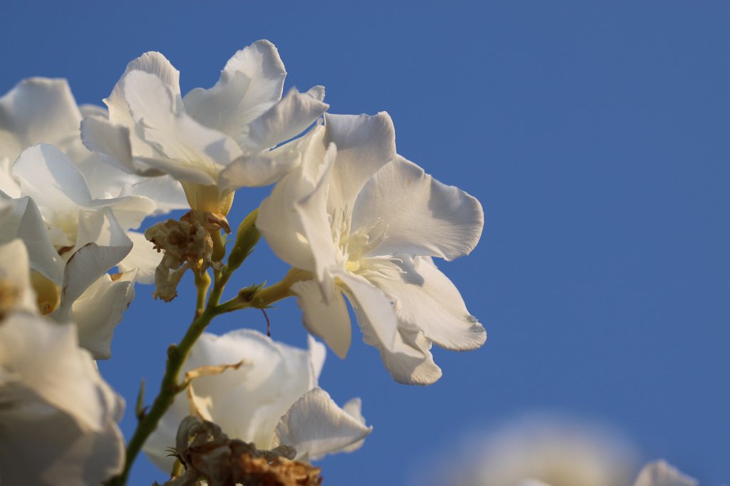 IMG_4459.JPG - Blooming trees