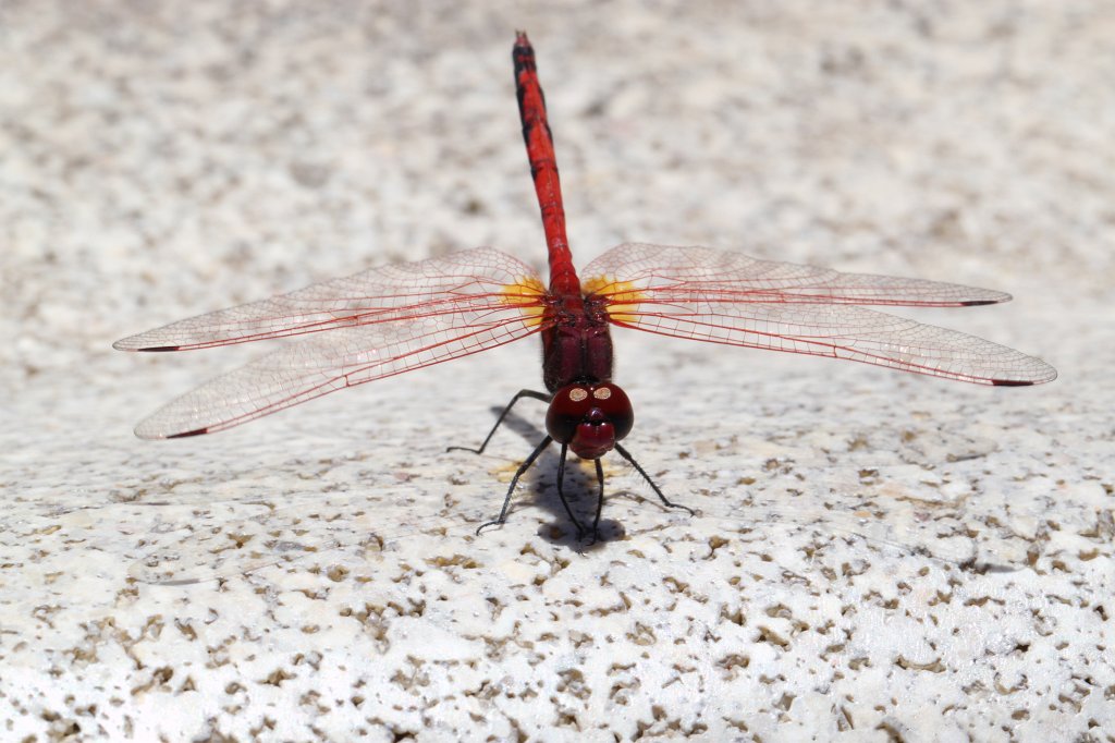 IMG_4487.JPG - The dragonfly at the pool