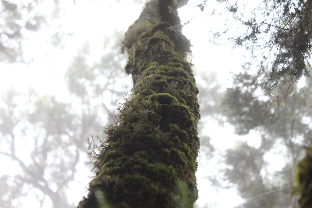 IMG_4508.JPG - Moss on tree  http://en.wikipedia.org/wiki/Moss 