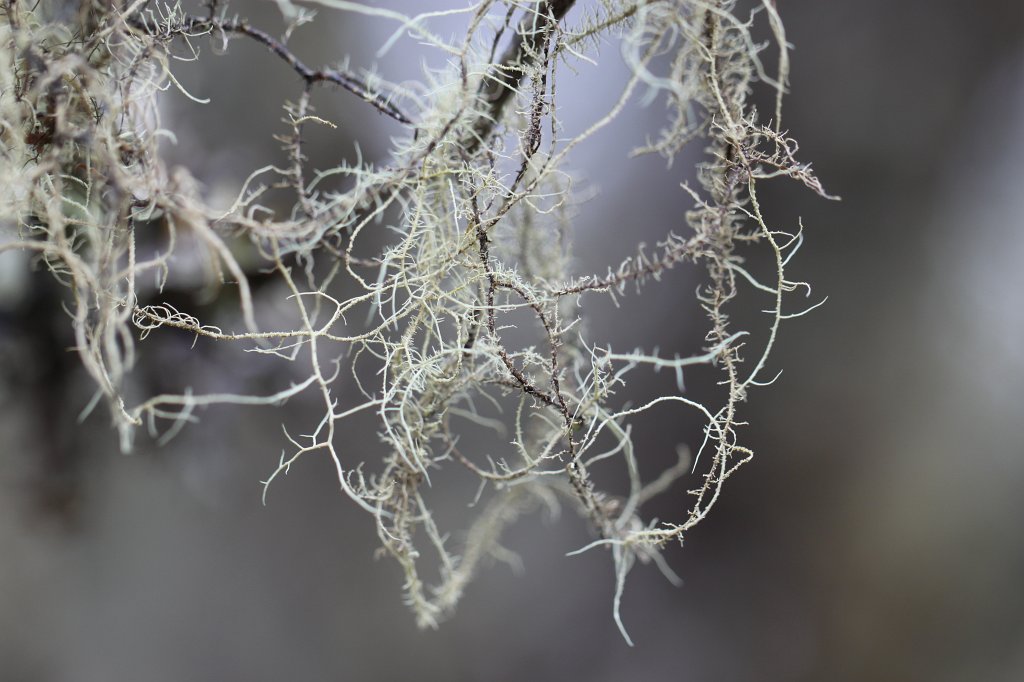 IMG_4510.JPG - Branches