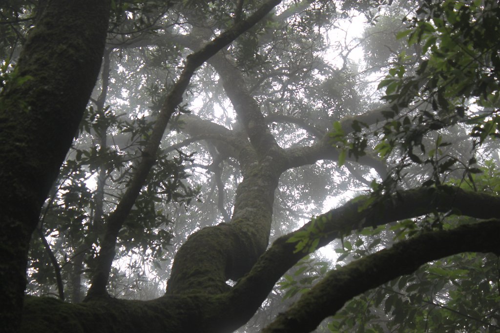 IMG_4513.JPG - Moss on tree  http://en.wikipedia.org/wiki/Moss 