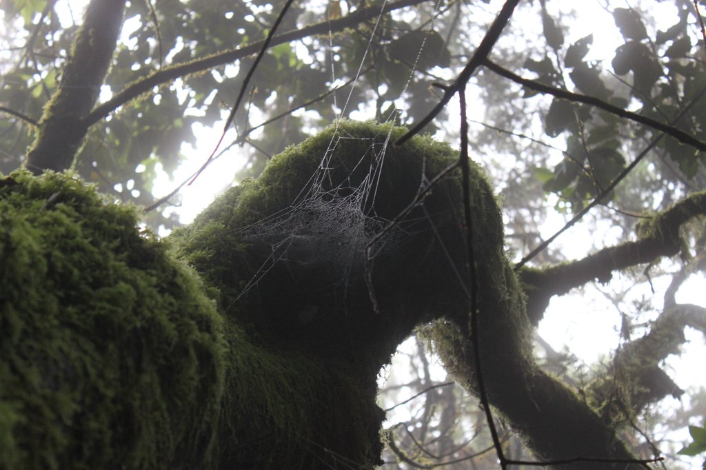 IMG_4514.JPG - Spider's web