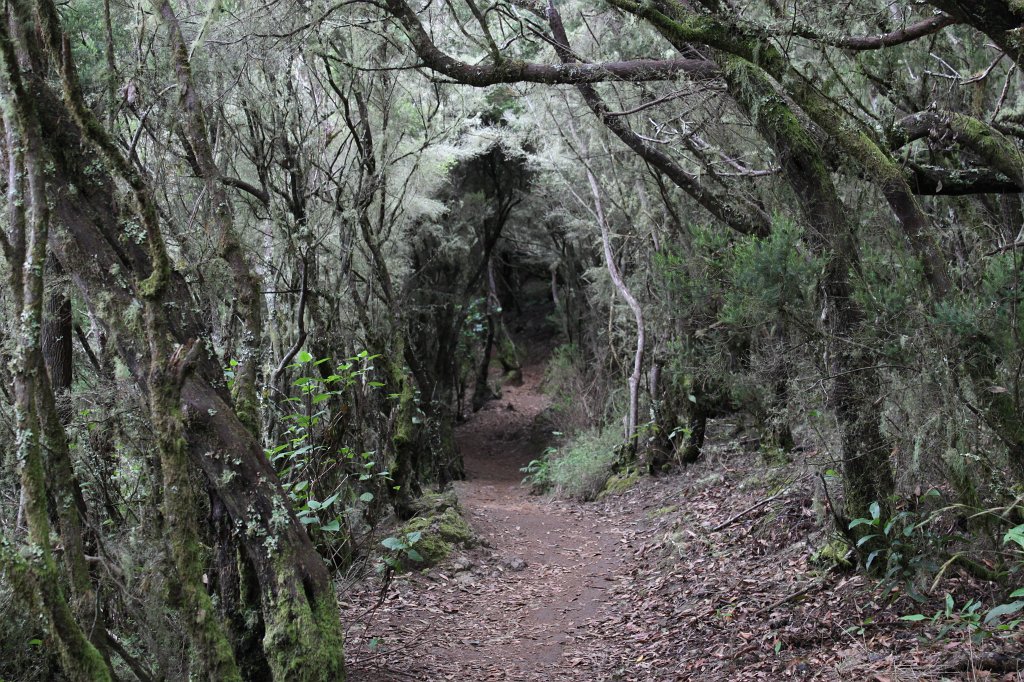 IMG_4528.JPG - Laurel Forest  http://en.wikipedia.org/wiki/Laurisilva 