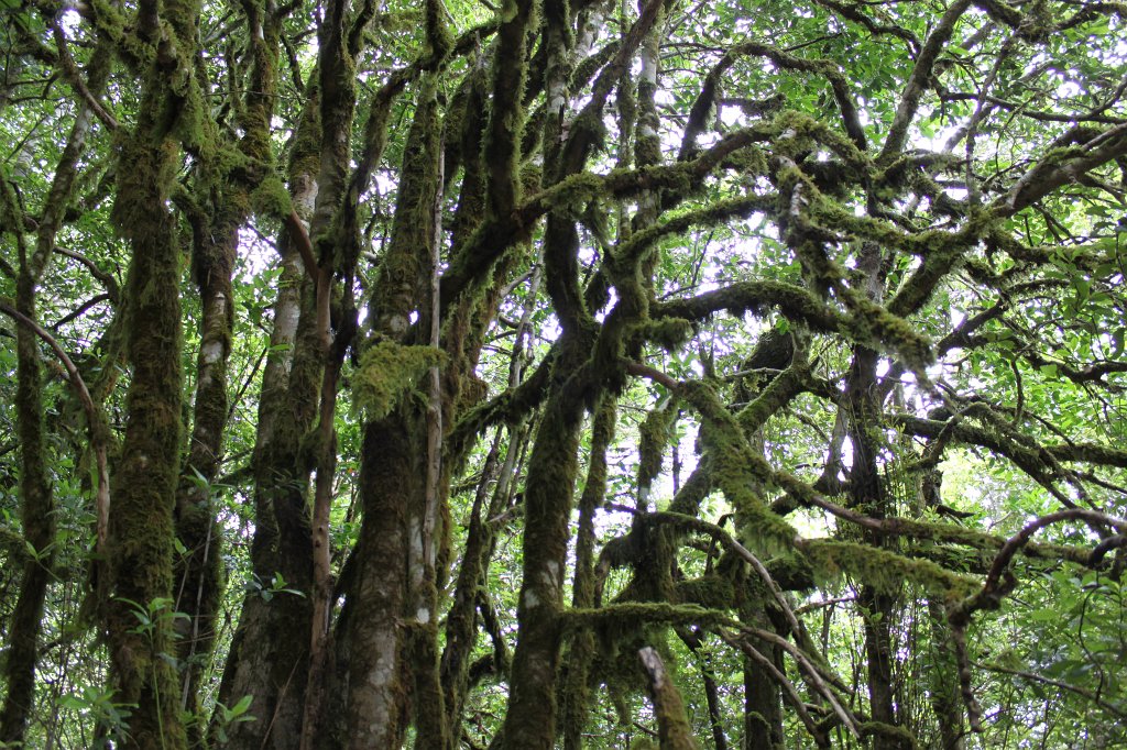 IMG_4537.JPG - Laurel Forest  http://en.wikipedia.org/wiki/Laurisilva 