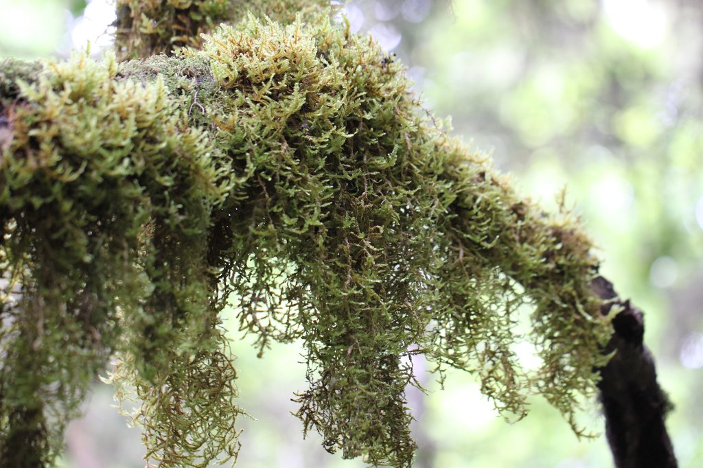 IMG_4544.JPG - Moss on tree  http://en.wikipedia.org/wiki/Moss 