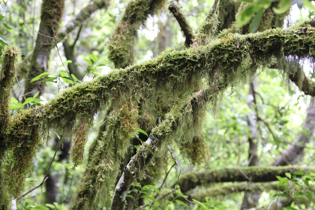 IMG_4577.JPG - Moss on tree  http://en.wikipedia.org/wiki/Moss 