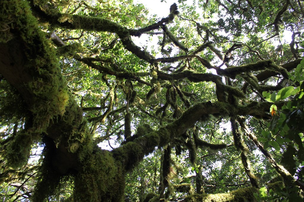 IMG_4697.JPG - Green covered trees