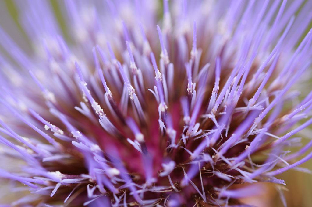 IMG_4763.JPG - Flower