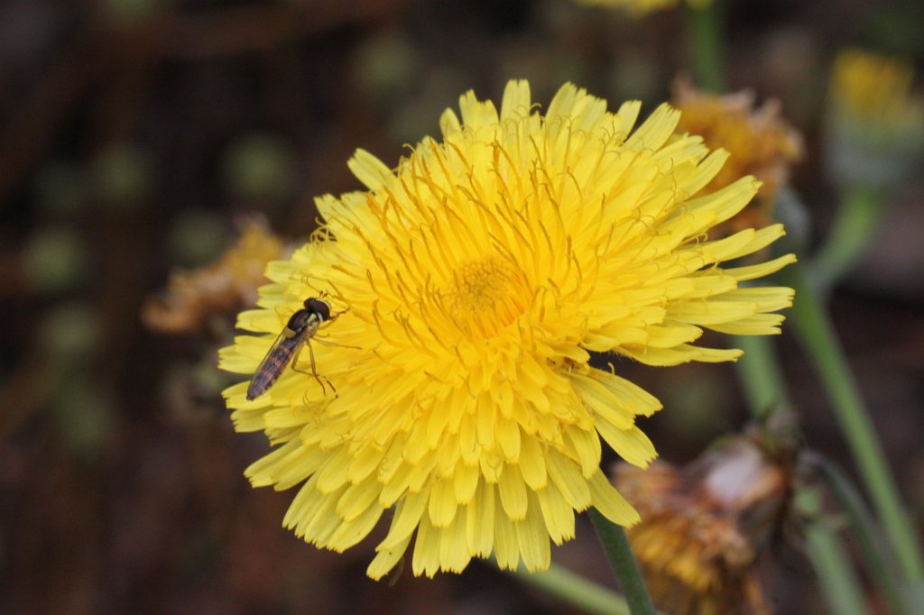 IMG_4768.JPG - Flower