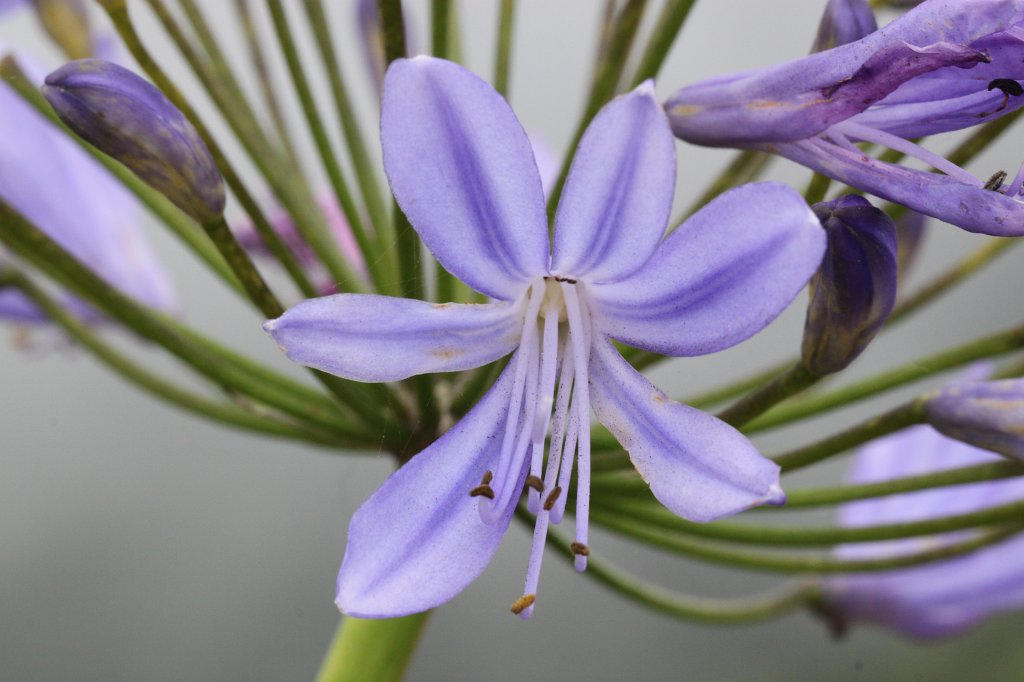 IMG_4776.JPG - Flower