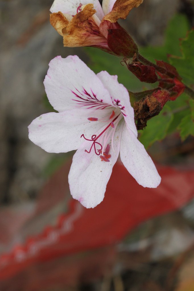 IMG_4778.JPG - Flower