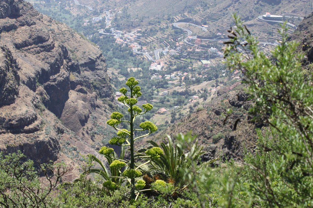 IMG_4785.JPG - Agave plant  http://en.wikipedia.org/wiki/Agave 
