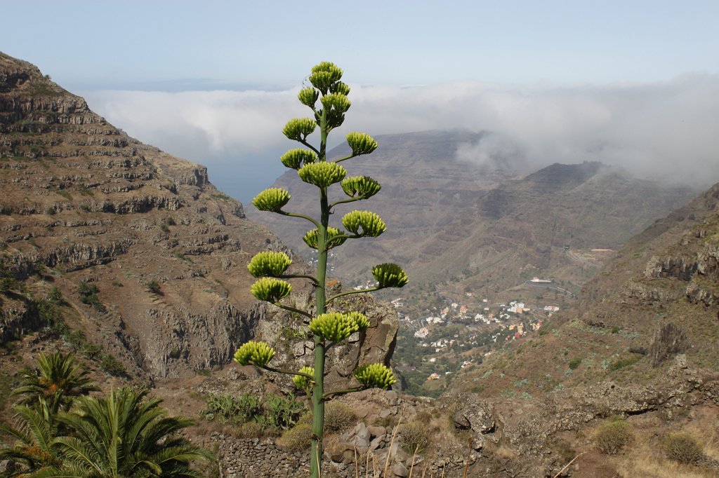 IMG_4864.JPG -  Agave  overlooking  Valle Gran Rey 