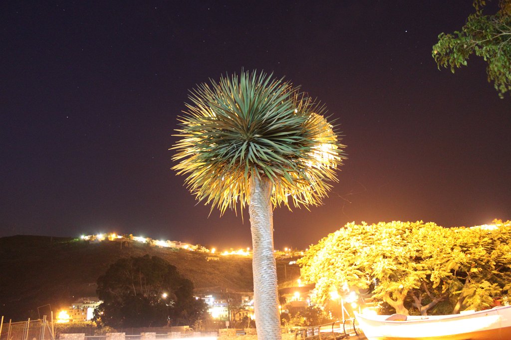 IMG_5076.JPG - Yellow street lamp and green palm