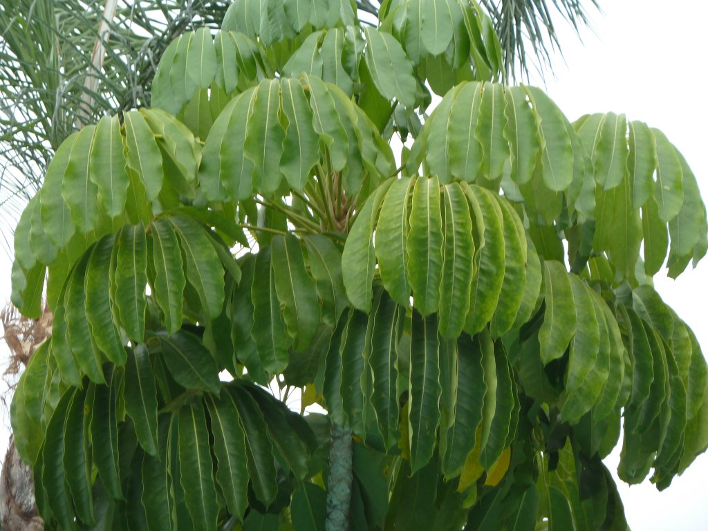 P1030943.JPG - Hotel Jardin Tropical  http://www.jardin-tropical.com/  garden