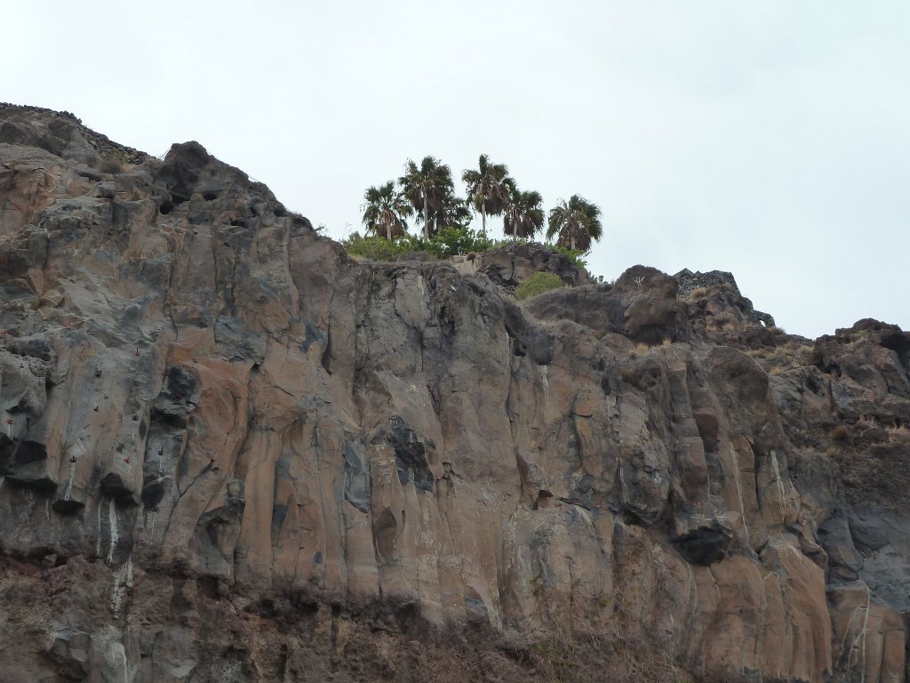 P1040326.JPG - Palms on cliff