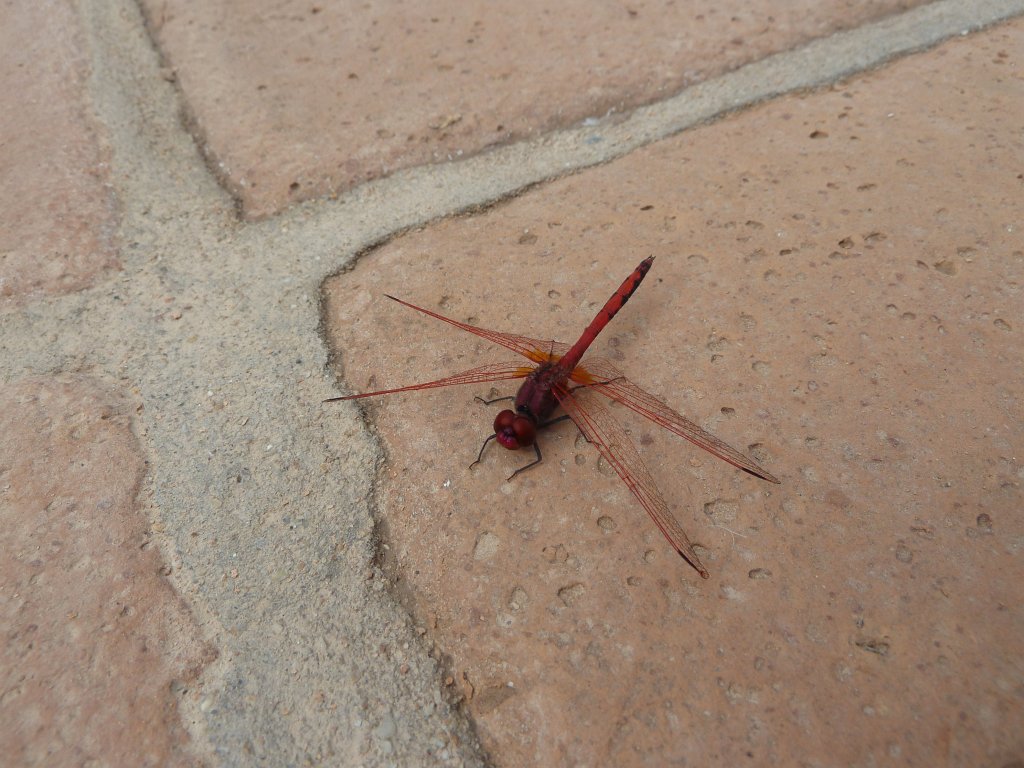 P1040338.JPG - Dragonfly at the pool  http://en.wikipedia.org/wiki/Odonata 