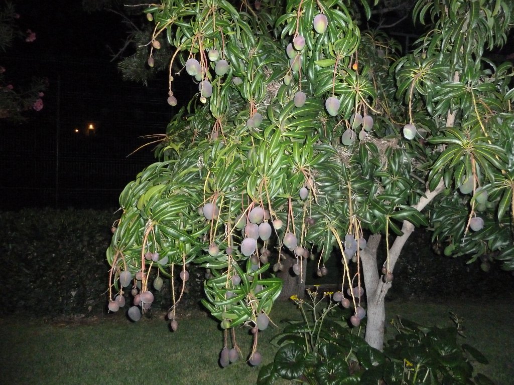 P1040360.JPG - Tree at night