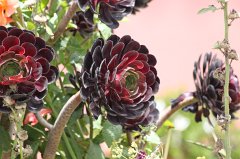 Aeonium