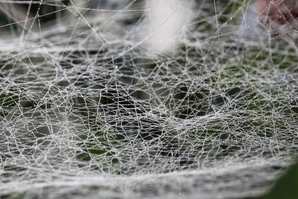 IMG_5102.JPG - Spiderweb