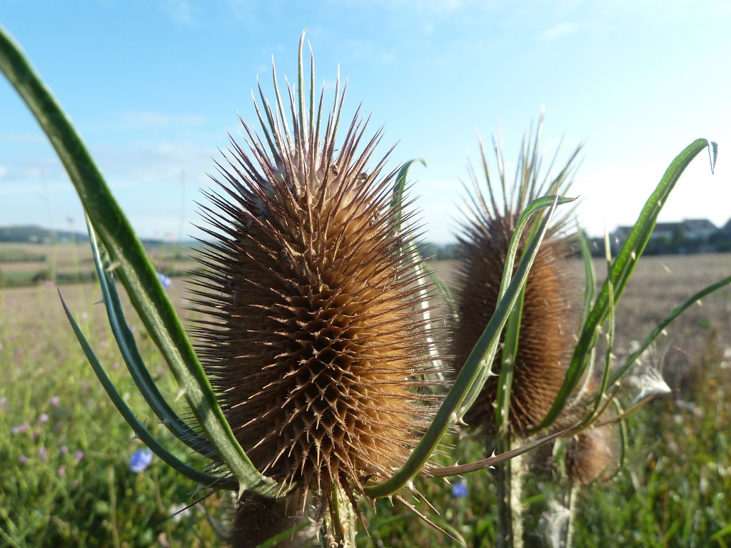 P1040581.JPG - Wild teasel (Wilde Karde)  http://en.wikipedia.org/wiki/Dipsacus_fullonum 