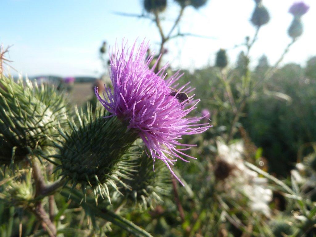 P1040585.JPG - Thistle (Eselsdistel)  http://de.wikipedia.org/wiki/Eselsdisteln 