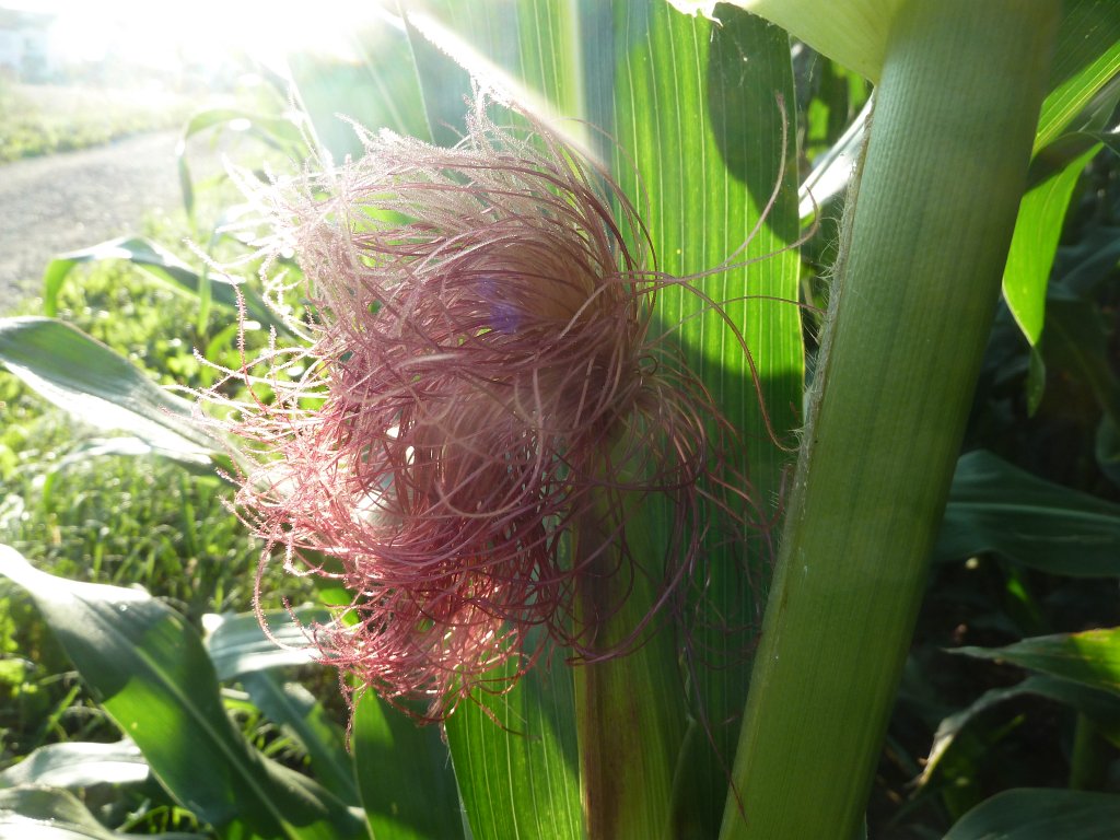 P1040588.JPG - Maize (Mais)  http://en.wikipedia.org/wiki/Maize 