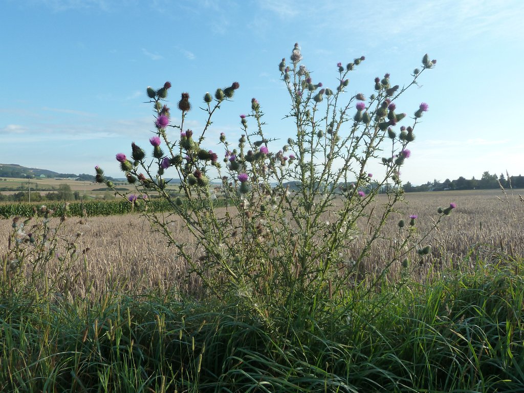 P1040590.JPG - Thistle (Eselsdistel)  http://de.wikipedia.org/wiki/Eselsdisteln 