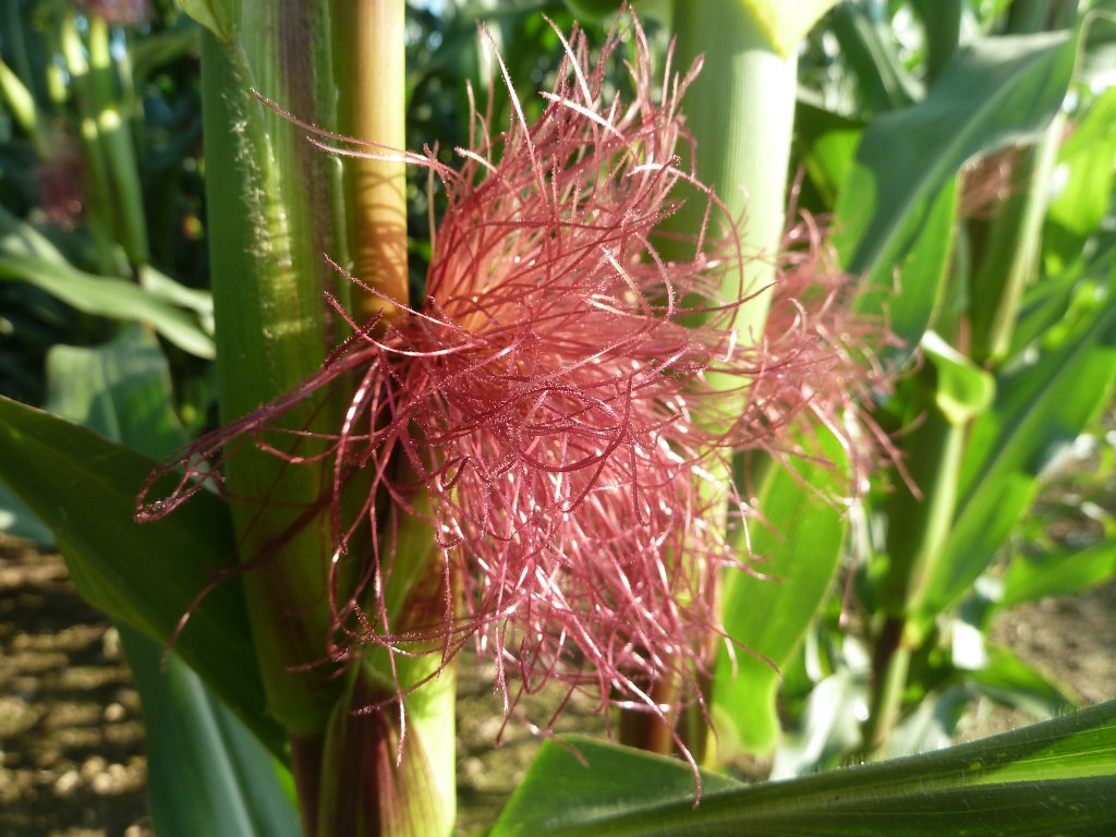 P1040593.JPG - Maize (Mais)  http://en.wikipedia.org/wiki/Maize 