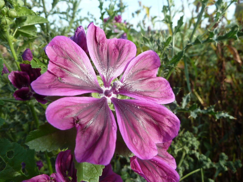 P1040600.JPG - Malva sylvestris (Mauretanische Malve)  http://en.wikipedia.org/wiki/Malva_sylvestris 
