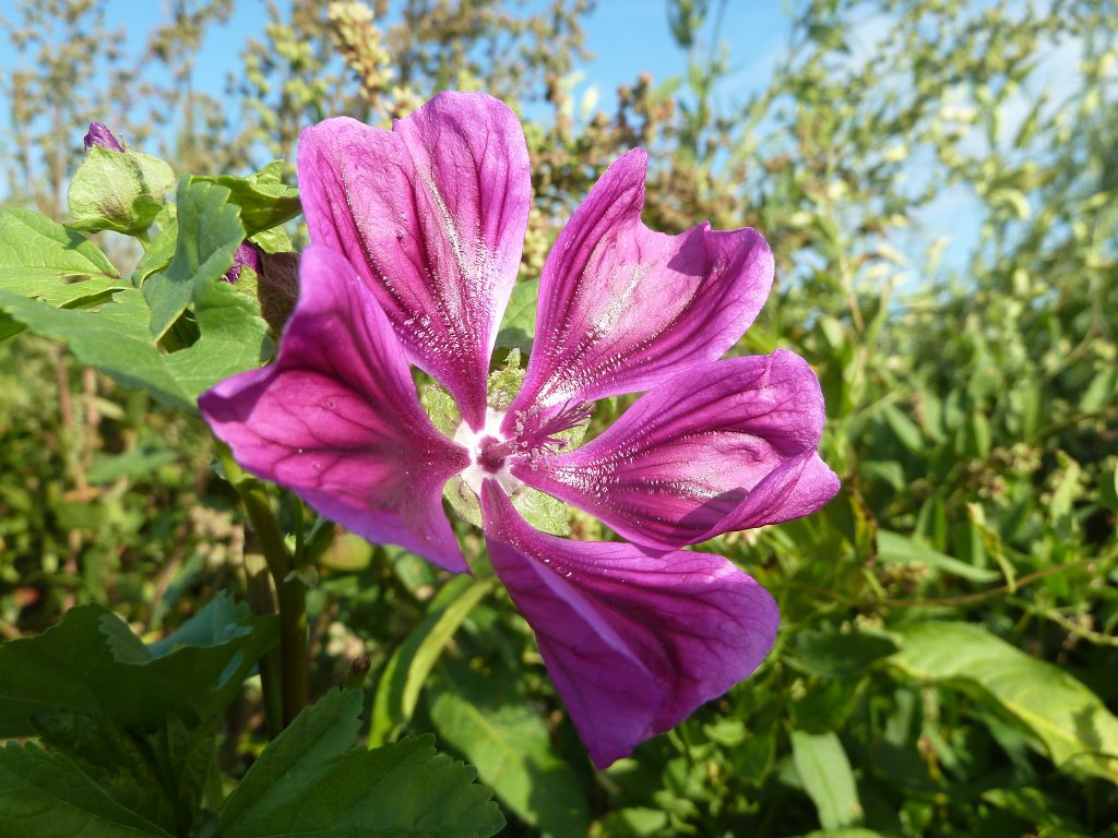 P1040605.JPG - Malva sylvestris (Mauretanische Malve)  http://en.wikipedia.org/wiki/Malva_sylvestris 