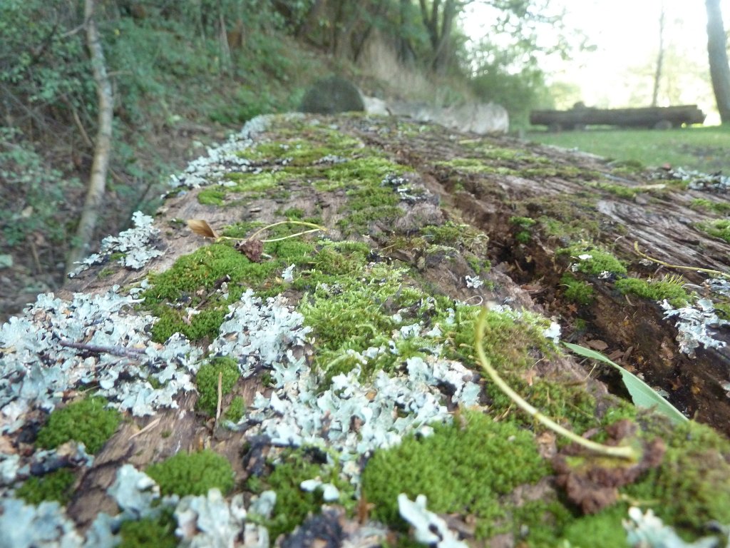 P1040741.JPG - Resting place